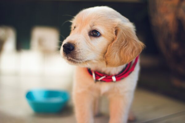 ウィズペティの犬用サプリはラインナップ豊富