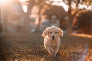 子犬のしつけやトレーニングは必要？