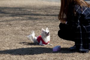 犬の散歩が毎日できない場合