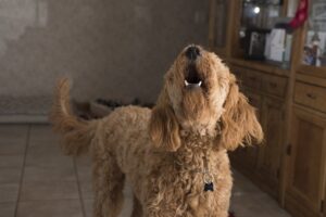 愛犬の無駄吠え……気になりますよね