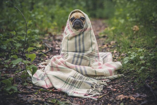 ペットも快適な室温でないと病気に……