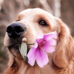 【犬の口臭ケア】犬の口が臭い原因は？口臭解消方法も合わせて解説