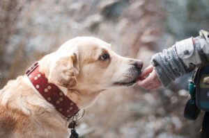 犬の口臭トラブルを簡単に解消する方法