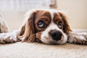 犬の臭いを消したい！除菌も合わせてペット臭をリフレッシュ！