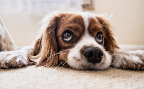 犬の臭いを消したい！除菌も合わせてペット臭をリフレッシュ！