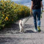 犬の散歩ができないときのペットシッター「セワクル」｜仕事で忙しい飼い主におすすめ！