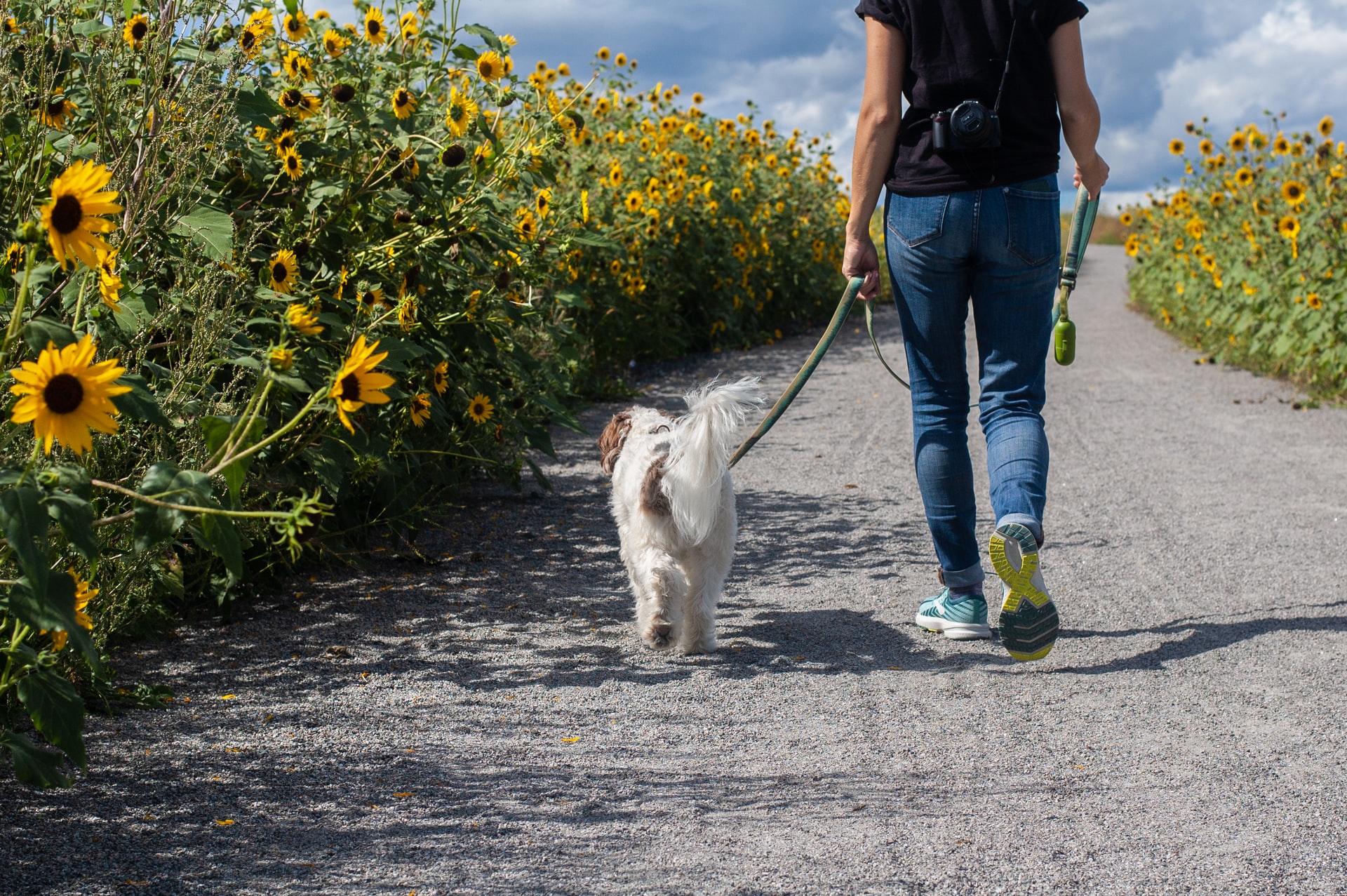 犬の散歩ができないときのペットシッター「セワクル」｜仕事で忙しい飼い主におすすめ！