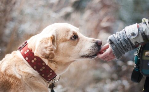 初めて犬を飼うときの注意点と心構え｜犬を迎え入れる準備を整えよう