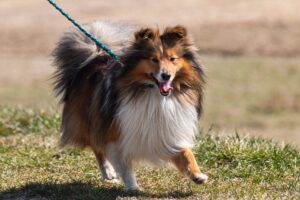 犬の散歩は毎日してあげたい……