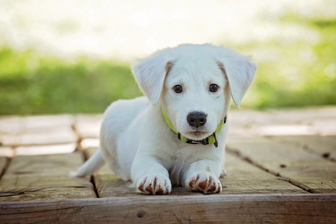 犬が足を舐めるときはどんな状態？ストレスや病気が原因かも？