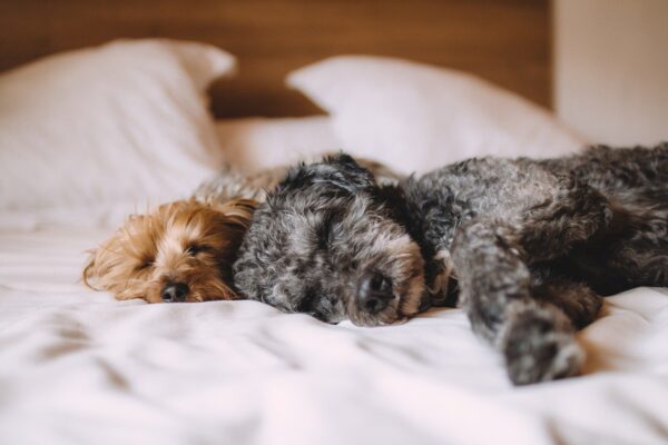 犬の小さな変化に気づいてあげて