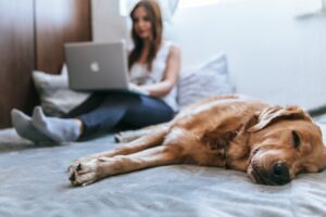 犬が分離不安症になった場合の対処法