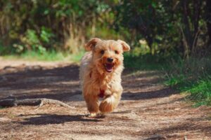 犬の散歩による消費カロリー