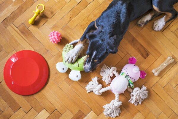 犬にさまざまな遊び方をさせてあげましょう