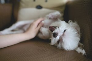 愛犬と快適に暮らすために分離不安症改善を考えてみましょう