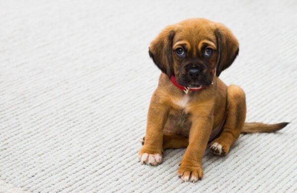 犬がおしっこをしないのは病気の可能性も？