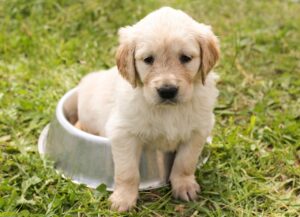 犬がトイレを我慢してしまう理由