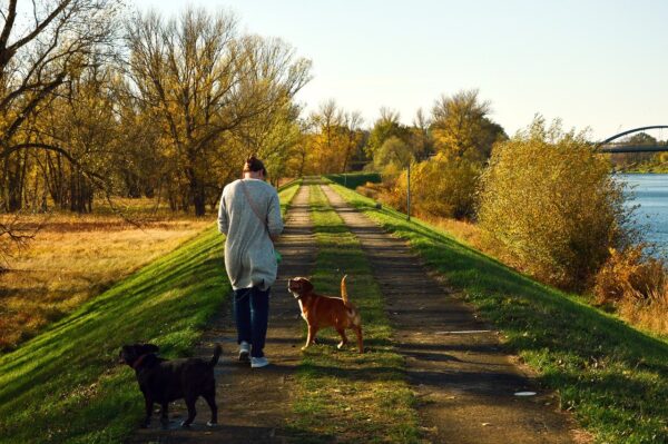 人間も犬も散歩はカロリー消費できる！