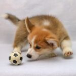 犬の玩具選びの悩み｜すぐ壊す・どんなのが良い？を解消！