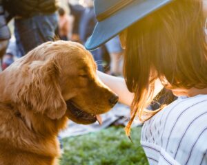 意外と少ない犬のyoutubeチャンネル