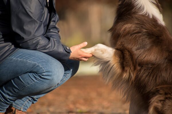 犬の悩みTOP3対策