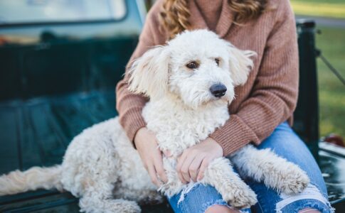 犬に関する悩みランキング！悩みの対策方法は？