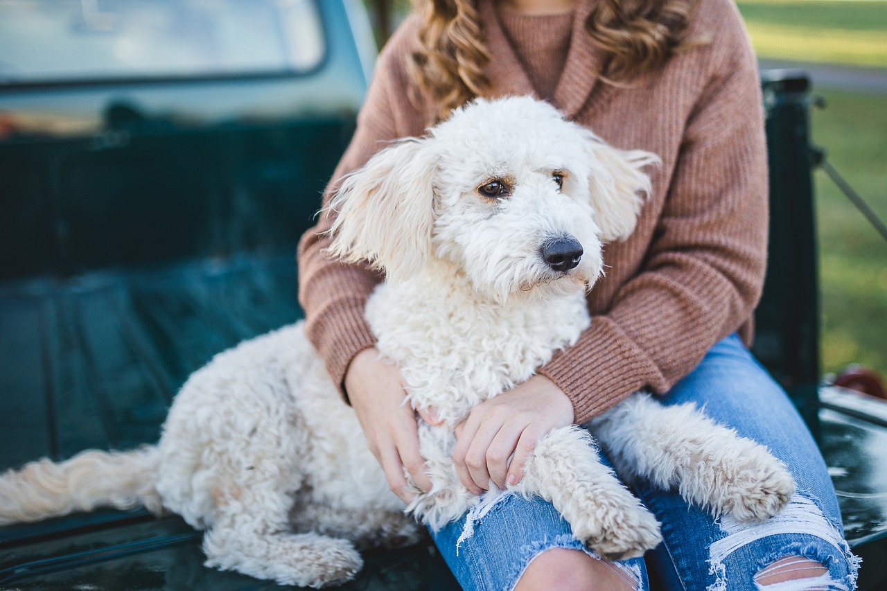 犬に関する悩みランキング！悩みの対策方法は？