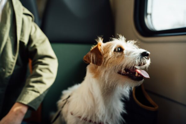 犬との旅行でよくある悩み