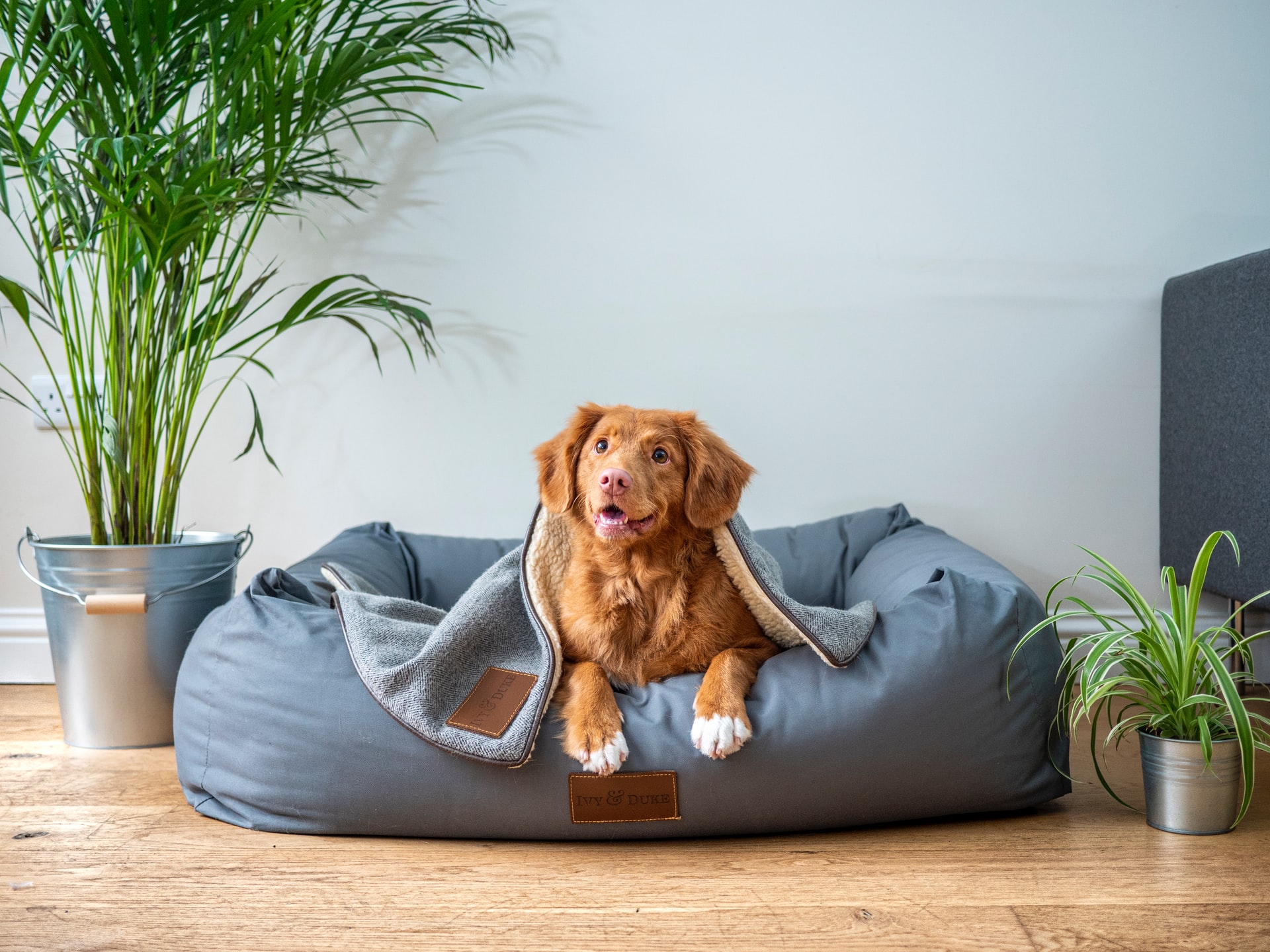 初めての犬の室内飼いで用意しておきたいアイテム7つ｜上手に飼うための準備