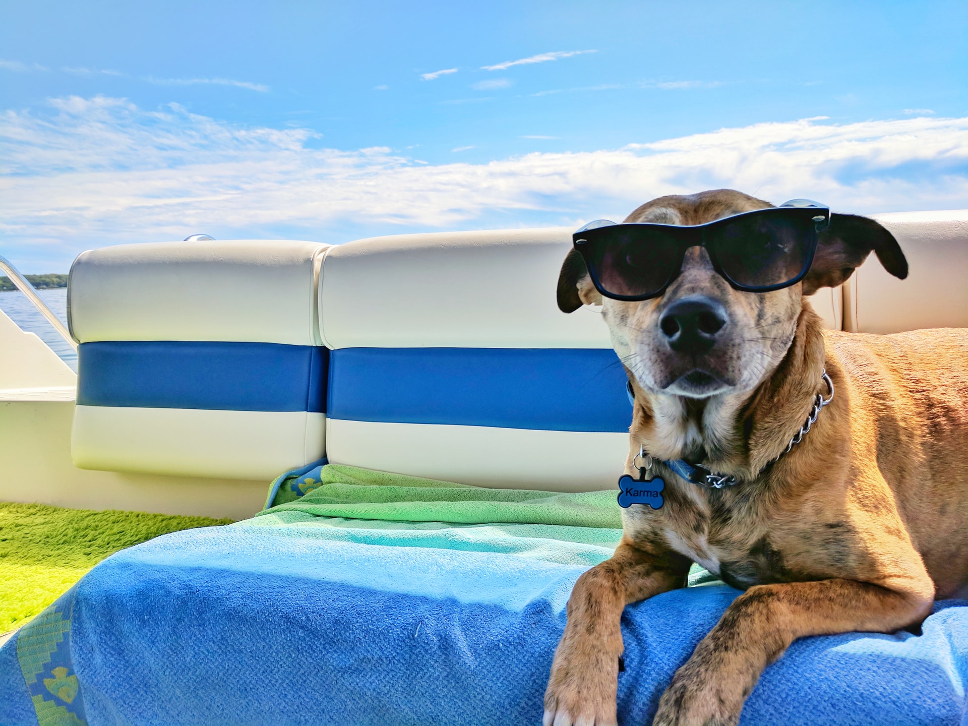 犬と旅行に行く際の必要グッズと注意点｜よくある質問も回答