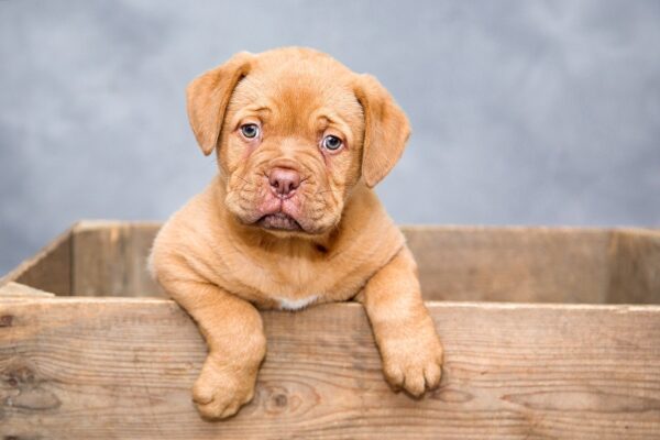 犬と旅行に行く際の注意点