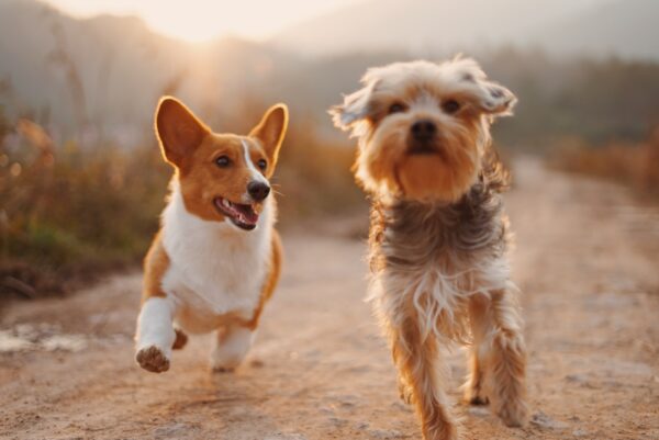 犬につけてはいけない名前は「似ている名前」