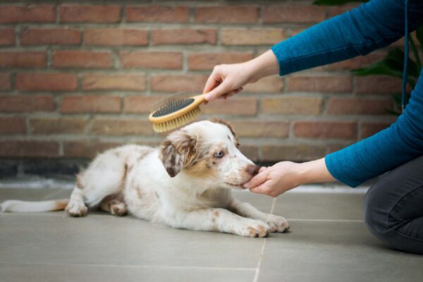 愛犬にトリミングを嫌がられないようにする方法