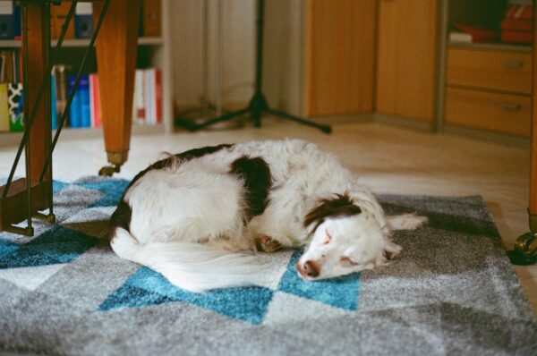 犬が安全に暮らせる室内を心がけましょう