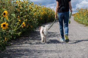 犬の散歩に必要なグッズまとめ｜散歩のマナーから飼い主の服装も！