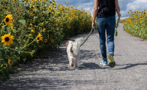 犬の散歩に必要なグッズまとめ｜散歩のマナーから飼い主の服装も！