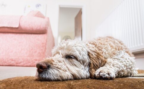 犬のフローリング滑り対策｜愛犬が安全に暮らせるための方法