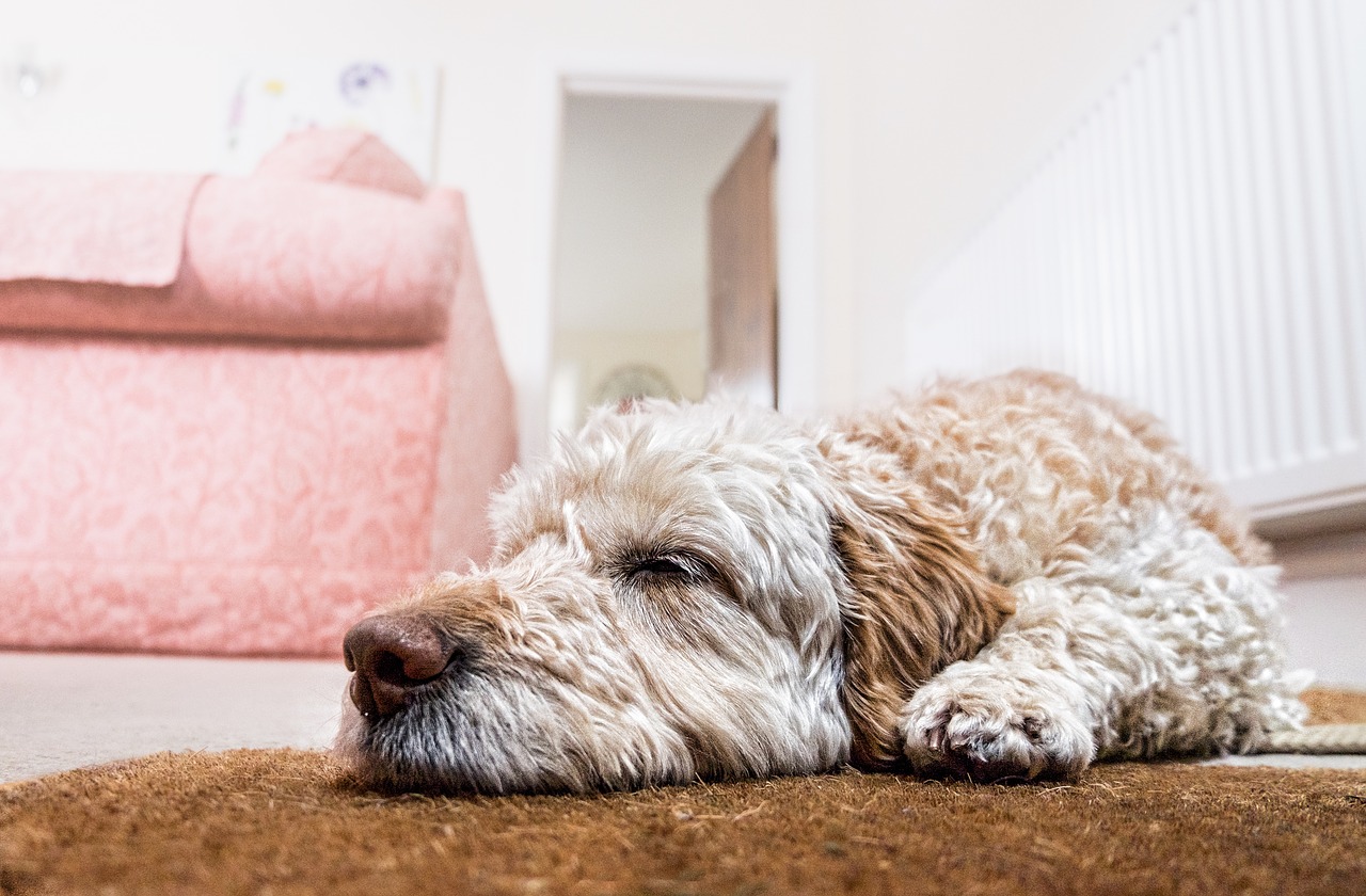 犬のフローリング滑り対策｜愛犬が安全に暮らせるための方法