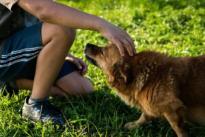 犬の名前はわかりやすくシンプルに