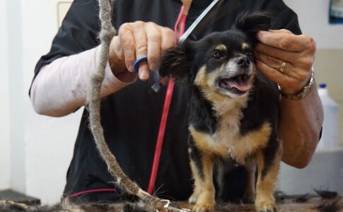 愛犬のペットサロンの選び方｜トリミングを嫌がらないようにする方法