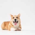 犬に名前人気ランキング｜名前の付け方やつけてはいけない名前も解説