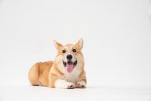 犬に名前人気ランキング｜名前の付け方やつけてはいけない名前も解説