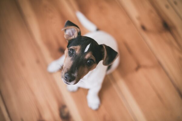 室内犬にフローリングが危険な理由