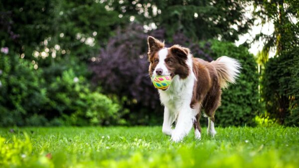 誰もが知ってるあの有名CMの犬タレント