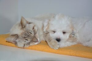 犬と猫どちらを飼うべき？