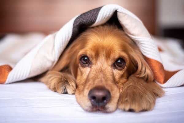 今知っておきたい人気のタレント犬