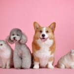 あなたは犬派猫派どっち？アンケート調査や飼いやすさから自分に合ったペットを！