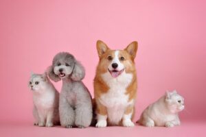 あなたは犬派猫派どっち？アンケート調査や飼いやすさから自分に合ったペットを！