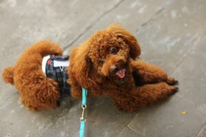 トイプードルを飼っている芸能人｜各芸能人のinstagramを紹介