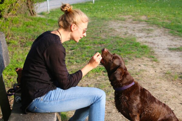 飼い主さんに話しかけるときは犬の話題が確実